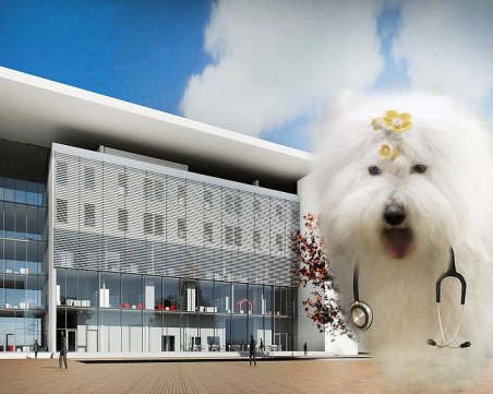 Бобтейлът Мон и още 600 кучета събират средства за нов педиатричен комплекс в УМБАЛ 