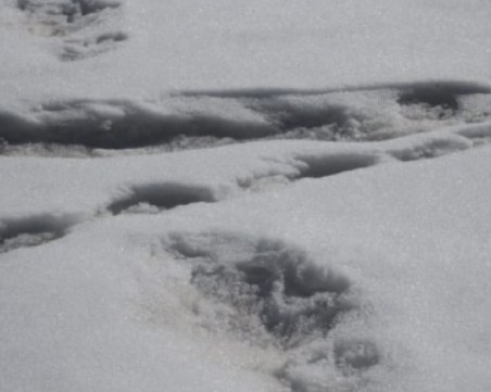 Индийската армия обяви: Открихме стъпки от Йети!