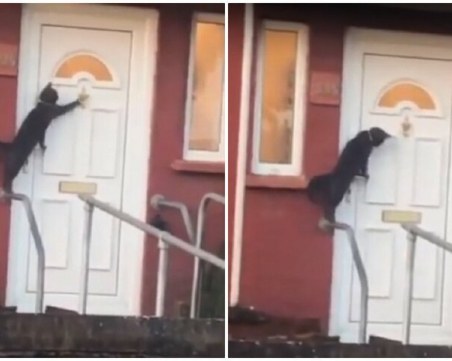 Култура! Коте чука преди да влезе