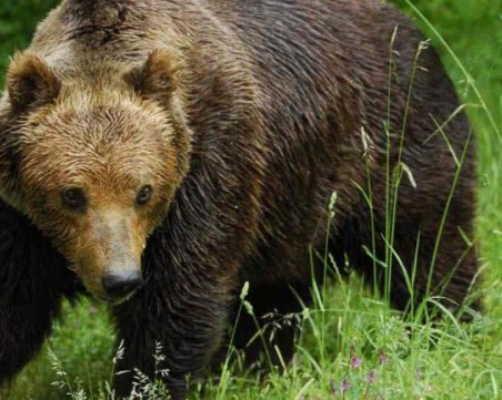 Мечки вилнеят в Смолянско, убиха 12 животни и пометоха пчелини