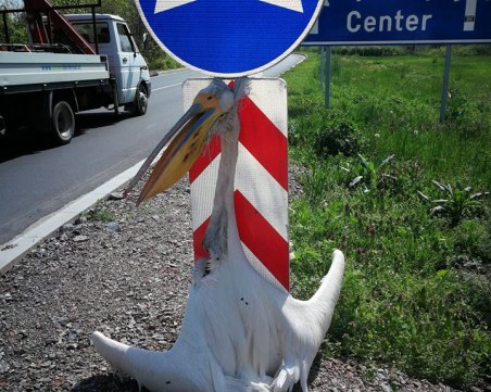 На Разпети петък – разпнаха пеликан на входа на Раднево (18+)