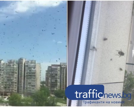 Рояци от пчели 