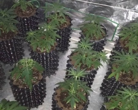 Софиянец крие наркооранжерия в мотел до язовир 