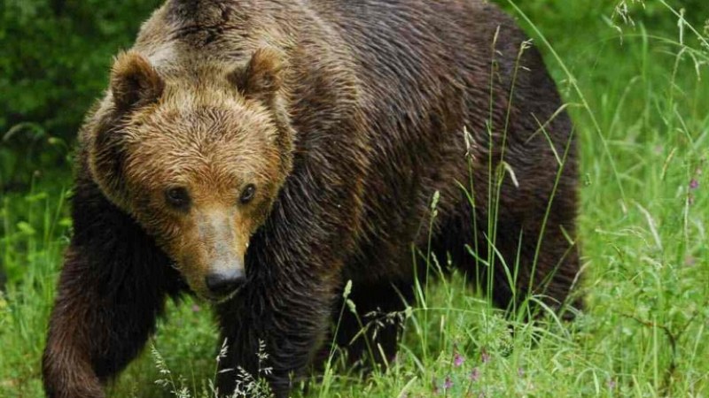 Мечки вилнеят в Смолянско, убиха 12 животни и пометоха пчелини