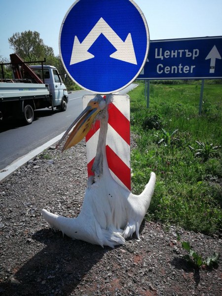 На Разпети петък – разпнаха пеликан на входа на Раднево (18+)