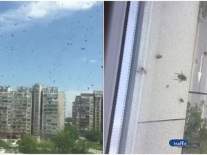 Рояци от пчели „обсадиха