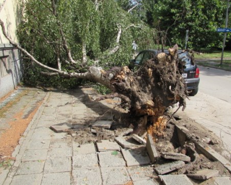 60-годишен кестен се стовари върху пейка в градската градина в Харманли