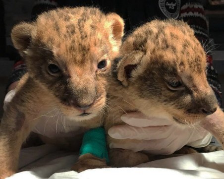 2 лъвчета умряха в Хасково поради немарливост