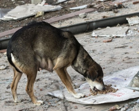 Храниш бездомно куче в Пазарджик - трябва да го регистрираш