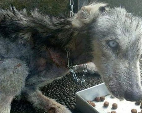 Невероятното спасение на Хоуп