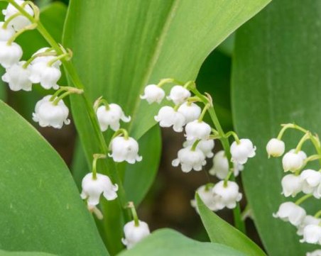 Петъчен южен повей, градусите скачат. През уикенда – слънце и дъжд!
