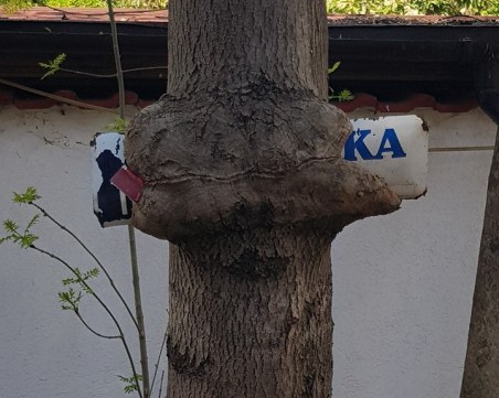 Природна атракция на ул. 