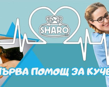 Опитни ветеринари учат как да спасим кучето си в беда
