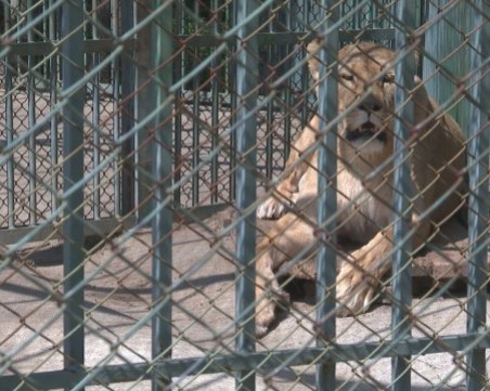 Проверяват хасковския зоопарк заради починалите лъвчета