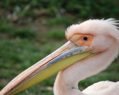 Спасен розов пеликан беше пуснат на свобода в 