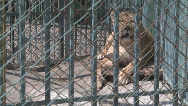 Проверяват хасковския зоопарк заради починалите лъвчета