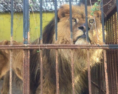 10 от 20 зоопарка у нас са без валиден лиценз