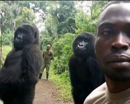 Горили се наредиха за селфи! Позират като 