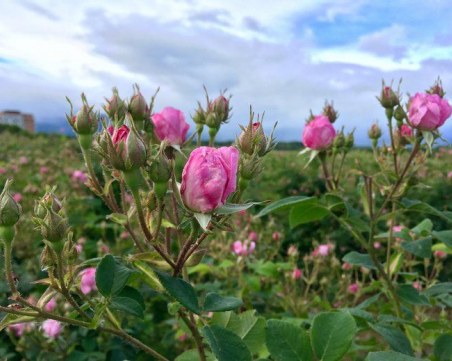Глобяват до 5000 лева за фалшиво розово масло
