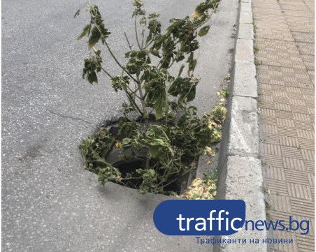 Опасни отводнителни шахти дебнат по улиците на Пловдив, граждани ги маркират с клони