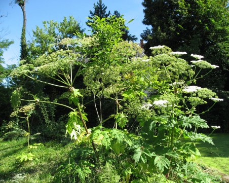Отровен плевел пълзи към България! Гигантският хераклеум стига 4 метра
