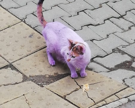 Поредна гавра с животно, боядисаха улична котка в лилаво