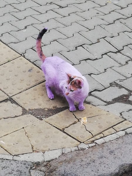 Поредна гавра с животно, боядисаха улична котка в лилаво
