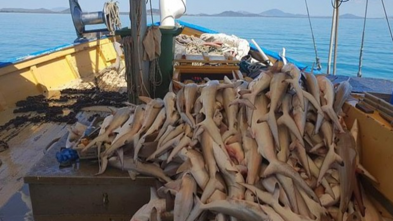 Снимки на планини мъртви акули шокираха света