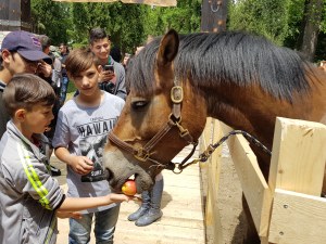 Породисти коне подпомагат лечението на хора с различни увреждания