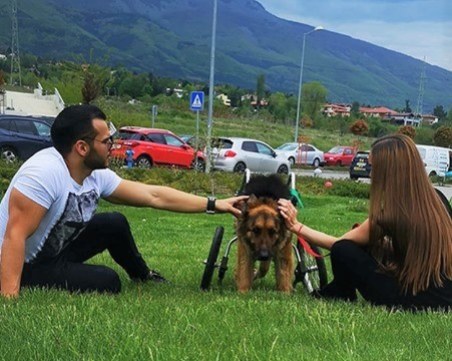 Мисия спасители: DOG Help - BG  върна към живот 184 котки и кучета