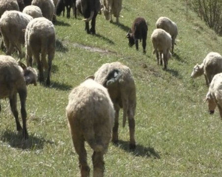 Събудиха се мечките в Родопите! Нападат домашни животни