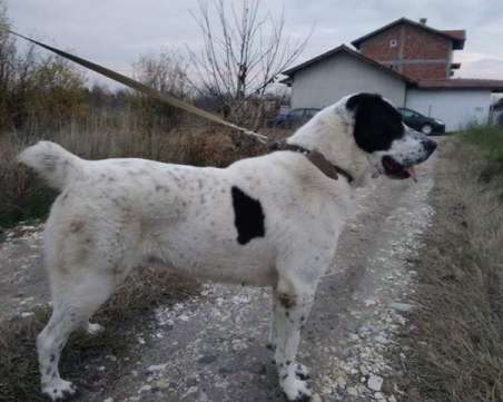 Алабай се изгуби край село Осиково! Четвърти ден няма следа от него