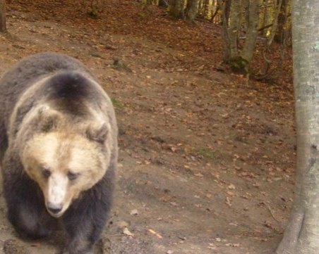 Мечките се наспаха и са гладни! Шетат и нападат обори в Смолянско