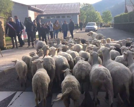 Ученици блеят в клас. Овце на училище във Франция – факт!?