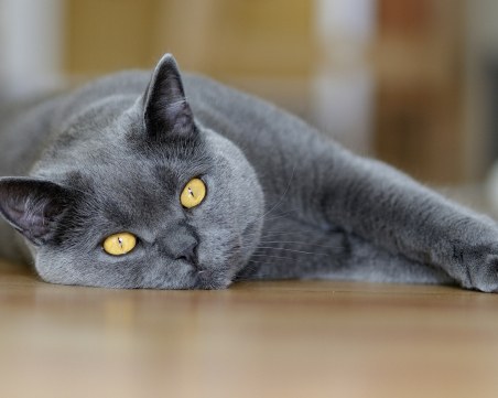 Котката - идеалният бодигард! Ако ви мине път - на добро е