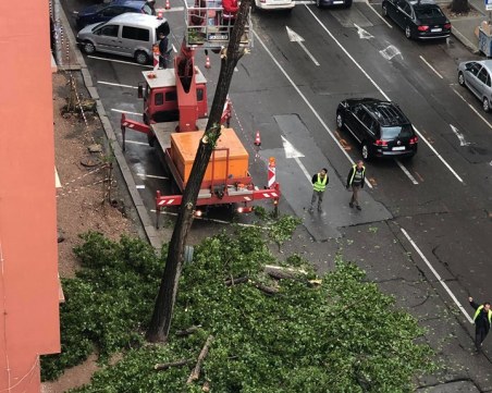 Поредното изсечено дърво в столицата – нито било криво, нито сухо, но...
