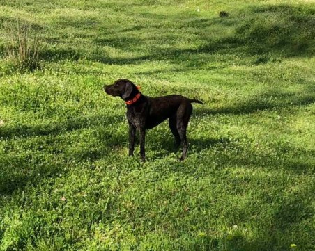 Търси се: Изгубено куче в Пловдив!