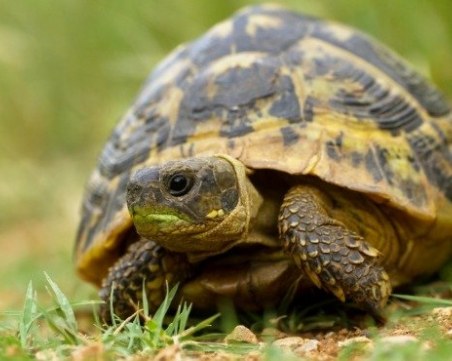 Мъж продавал застрашени костенурки, задържаха го в Харманли