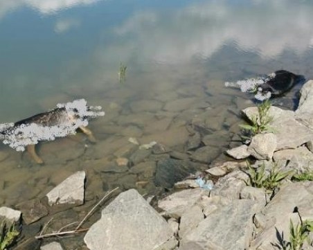 Жестокост! Убити кучета в язовир 