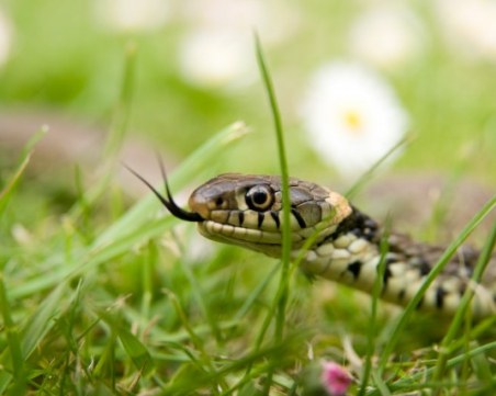 Змии в детска градина вдигнаха на крак пожарникари в Мадан