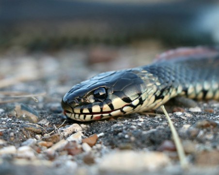 Змия ухапа млада майка, докато разхожда 3-месечното си бебе в парк