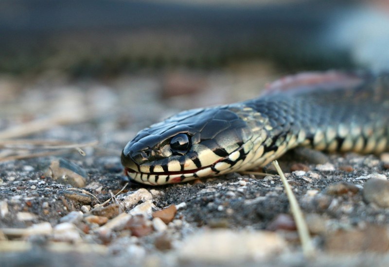 Змия ухапа млада майка, докато разхожда 3-месечното си бебе в парк
