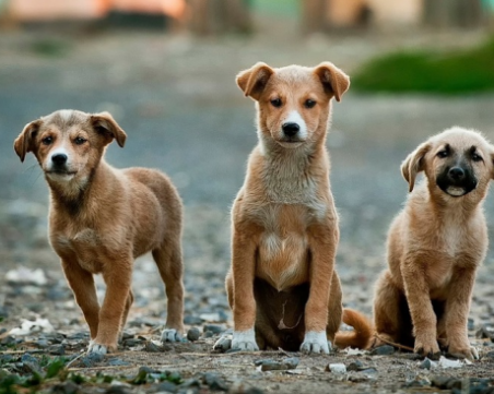 Няма да глобяват пазарджиклии, ако хранят бездомни кучета