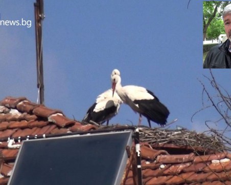 Изграждат Музей на щъркела в Белозем, излекувана птица полита в небето тази събота