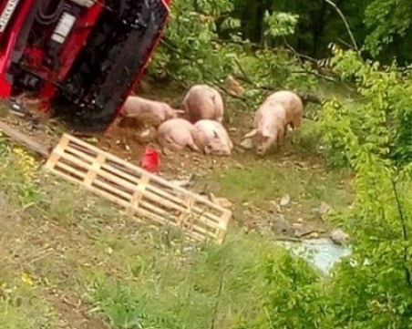 ТИР с прасета се преобърна на Ришкия проход. Има умрели животни. 3 крана го теглят