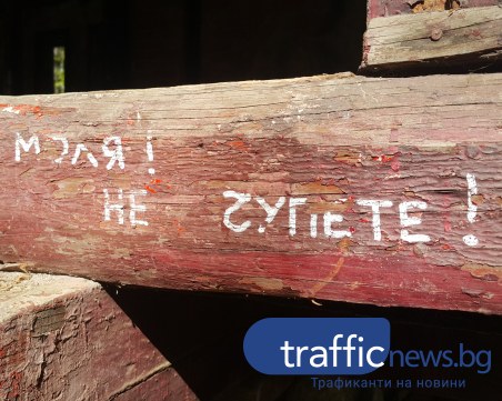 В какво се превърна гората на нашето детство?