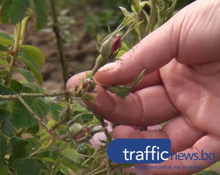 Градушката в Карловско унищожи между 70 и 100 % от реколтата