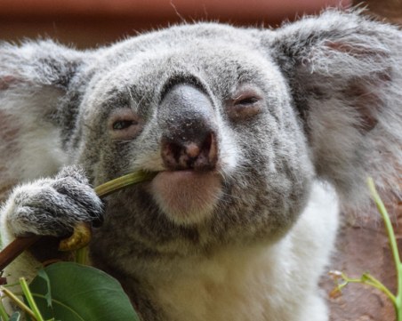 Обявиха коалата за функционално изчезнал вид