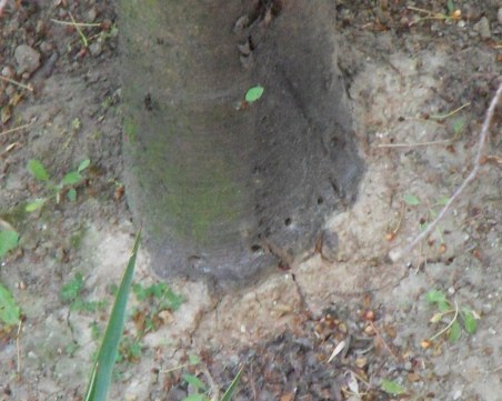 Вандализъм: Пробиха с бормашина плодно дърво в Пловдив