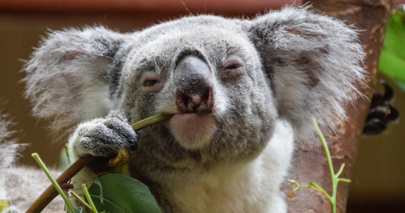 Обявиха коалата за функционално изчезнал вид